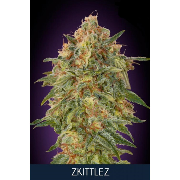 Zkittlez fem Ã¢  - 1